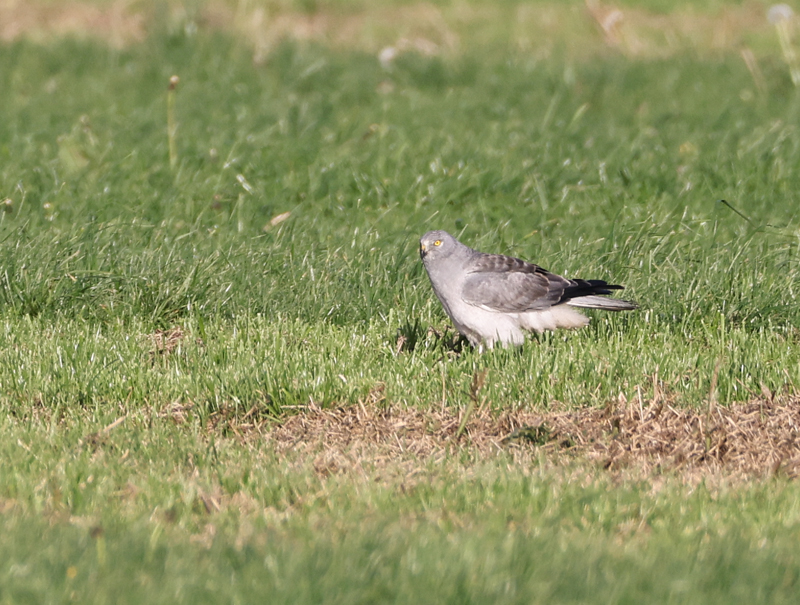 Circus cyaneus Blauwe Kiekendief Hen Harrier